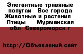 Элегантные травяные попугаи - Все города Животные и растения » Птицы   . Мурманская обл.,Североморск г.